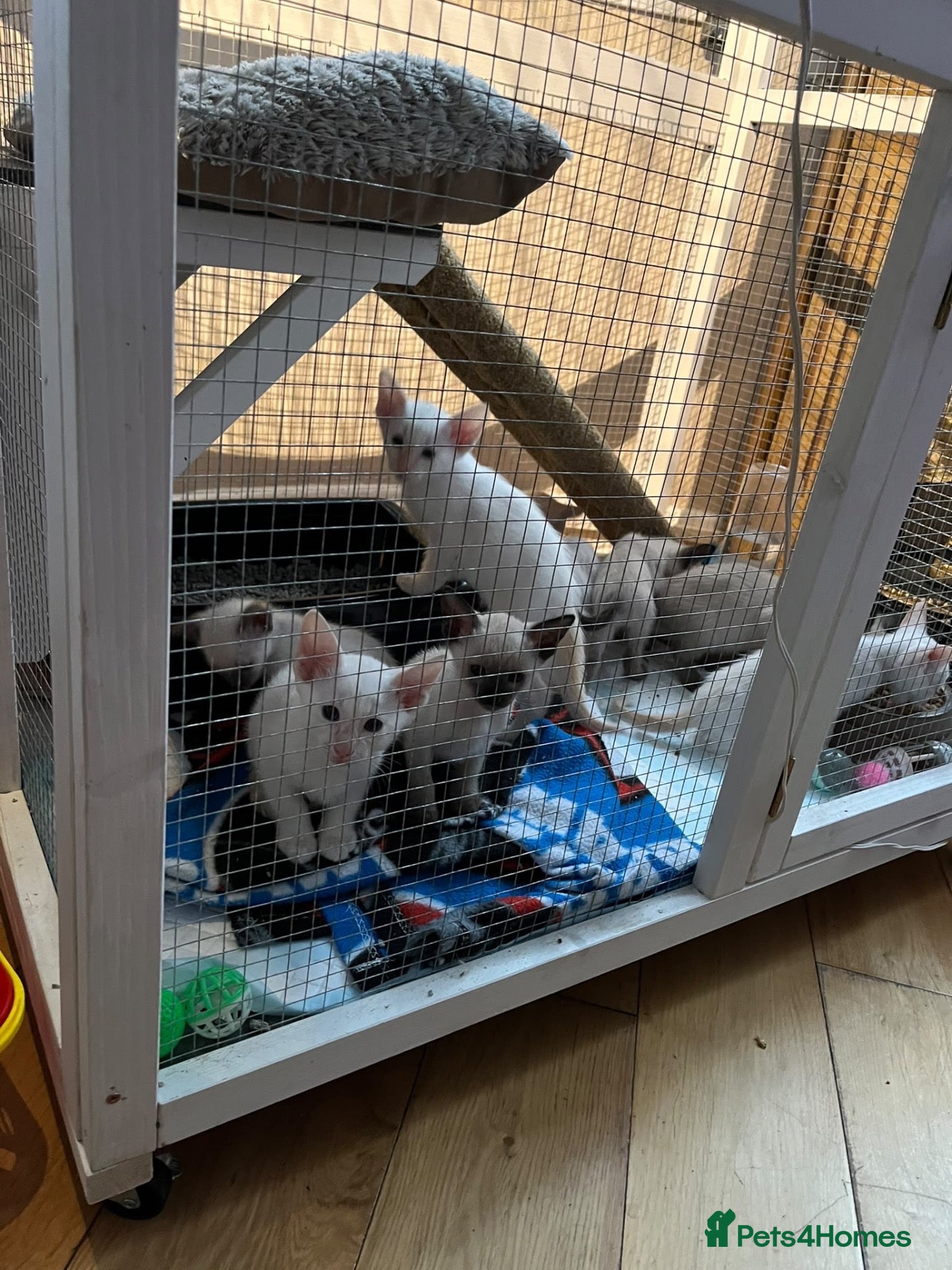 Siamese cats for sale: 🐾 Gorgeous Siamese Kittens 🐾 - Advert 2