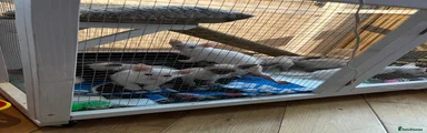 Siamese 4