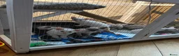 Siamese cats for sale: 🐾 Gorgeous Siamese Kittens 🐾 - Advert 2