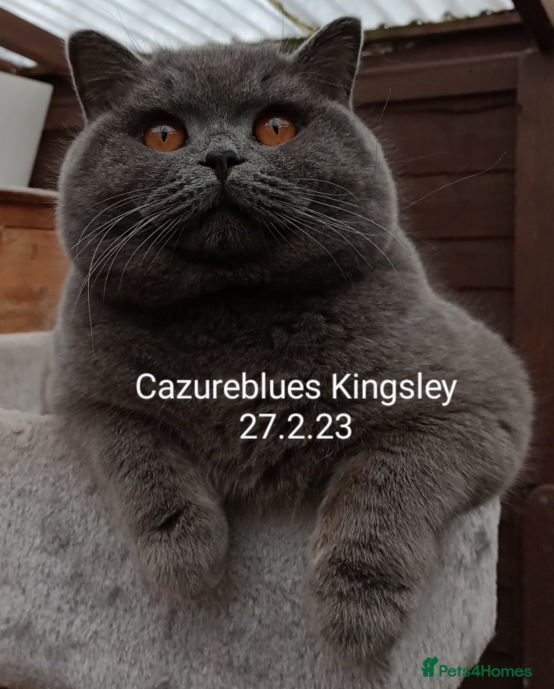 British Shorthair cats for stud: Gccf Active Lilac Stud Blood B NO LH in Manchester - Image 18