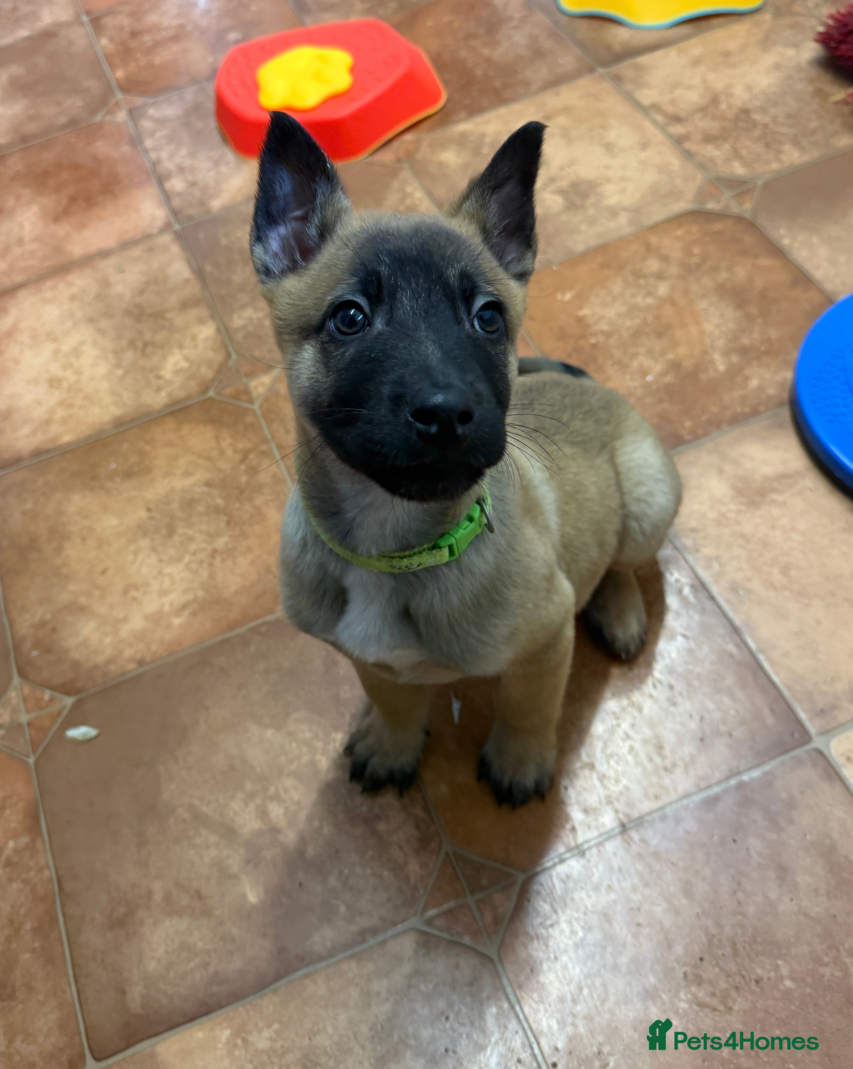 Belgian Shepherd Dog dogs KC Registered & Health Tested Belgian Malinois - Advert 7
