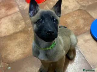 Belgian Shepherd Dog dogs KC Registered & Health Tested Belgian Malinois - Advert 7