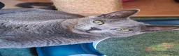 Russian Blue cats for sale: RB looking for a home - Advert 3