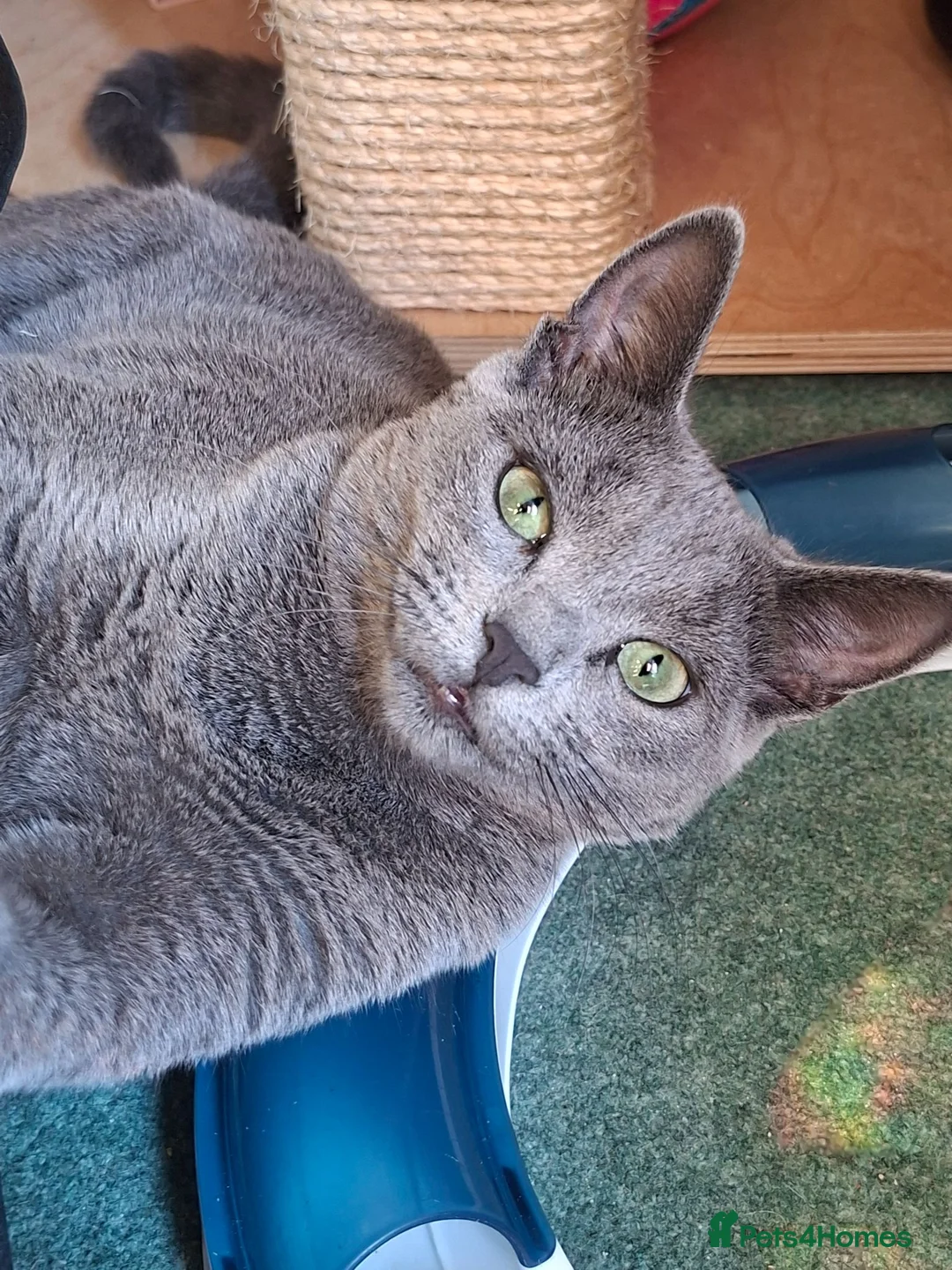 Russian Blue cats for sale: RB looking for a home - Advert 3