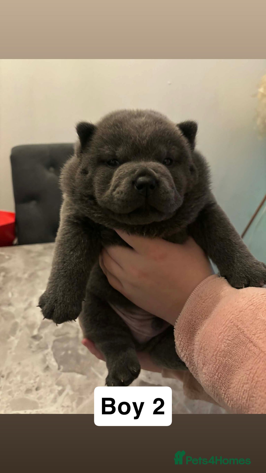 Chow Chow dogs for sale: Smooth coat lilac male pups. - Advert 7