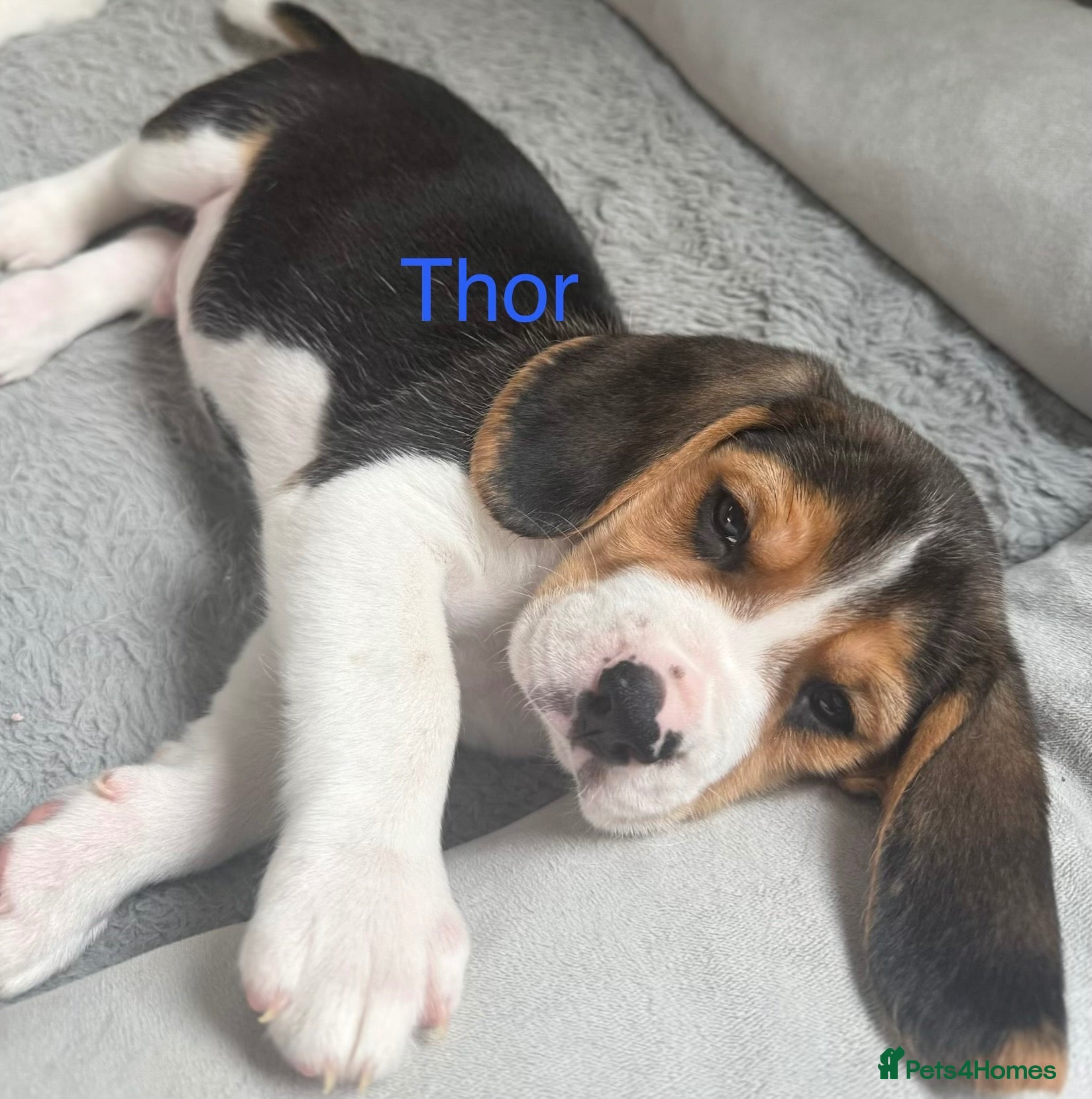 Beagle dogs for sale: Beagle puppies 🐶🐾 - Advert 1