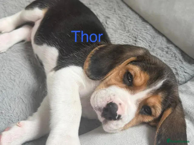 Beagle dogs for sale: Beagle puppies 🐶🐾 - Advert 1