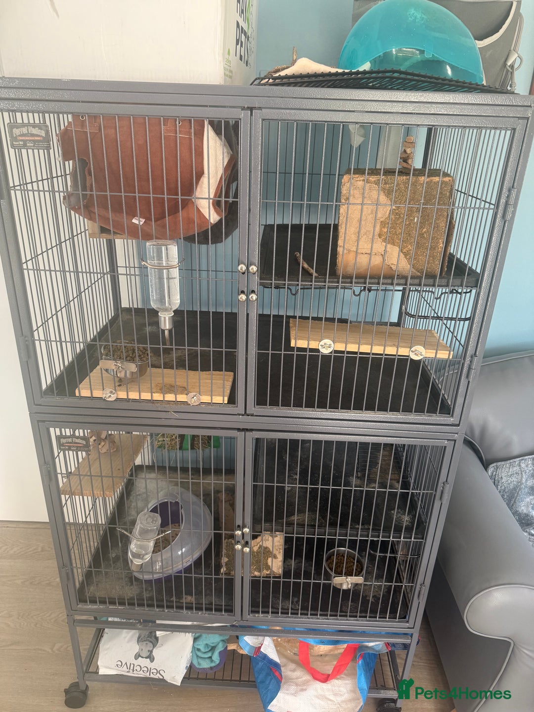 Chinchilla rodents for sale: 2x Male Chinchillas For Sale - Image 2