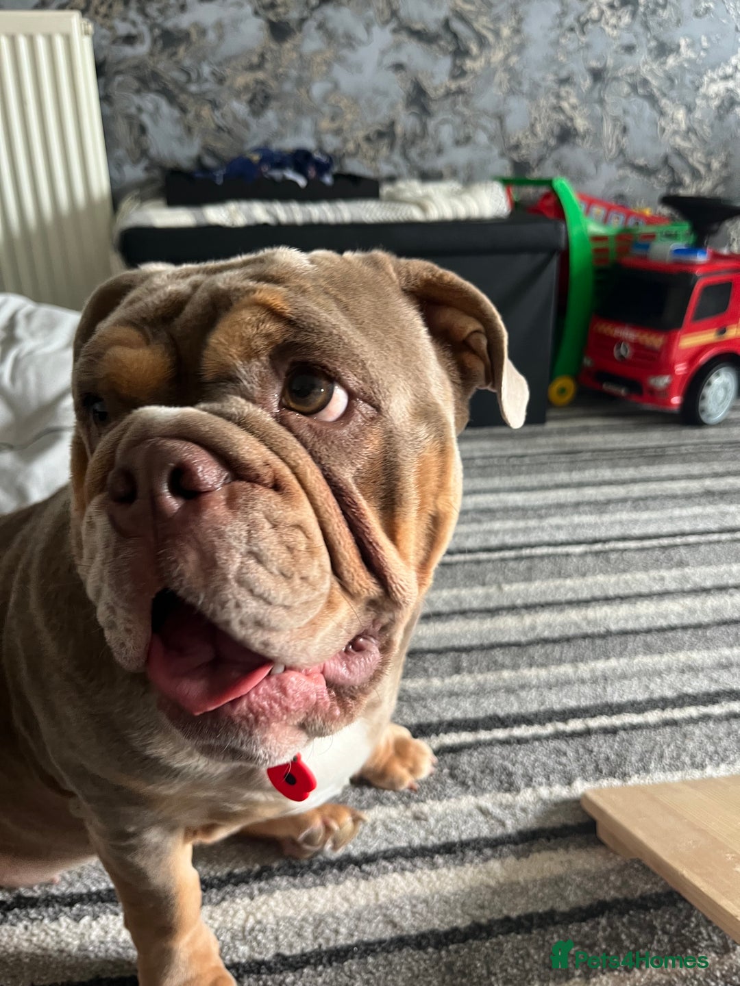 English Bulldog dogs for sale: Bonnie 3 year old British bulldog  - Advert 11