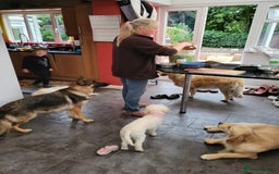German Shepherd dogs for sale: Bella is looking for forever home - Image 2