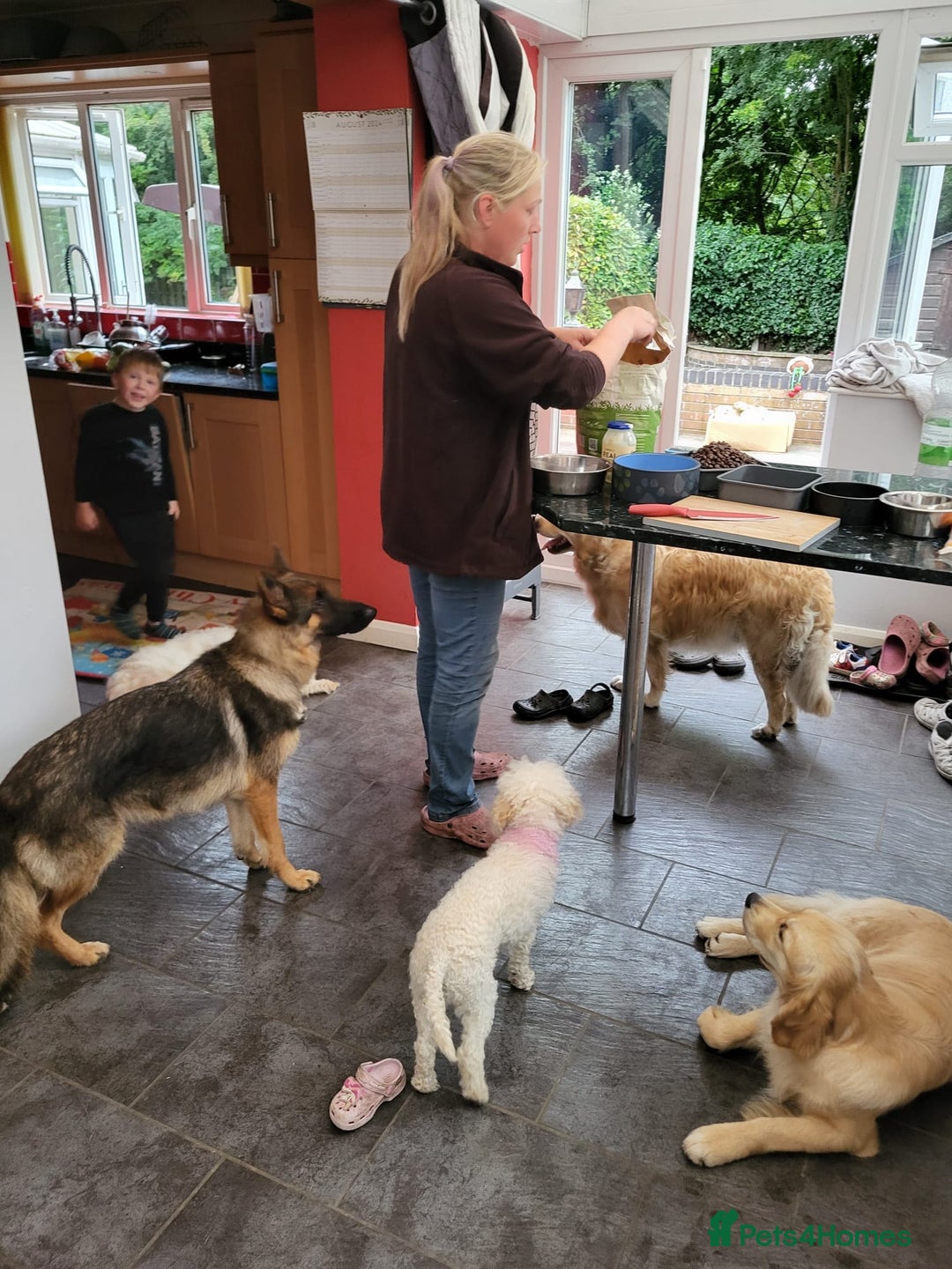 German Shepherd dogs for sale: Bella is looking for forever home - Image 2