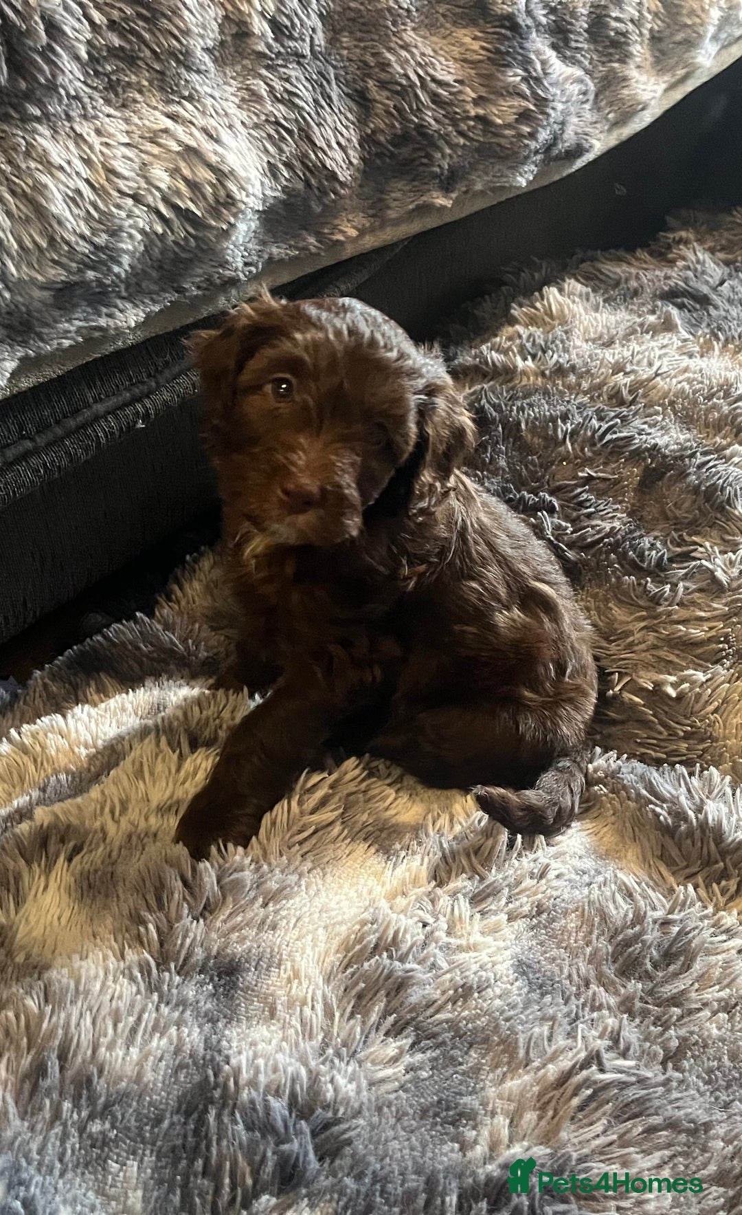 Labradoodle dogs for sale: 🐾Stunning Mini Labradoodle F1b Pups DNA Check🐾  - Image 17