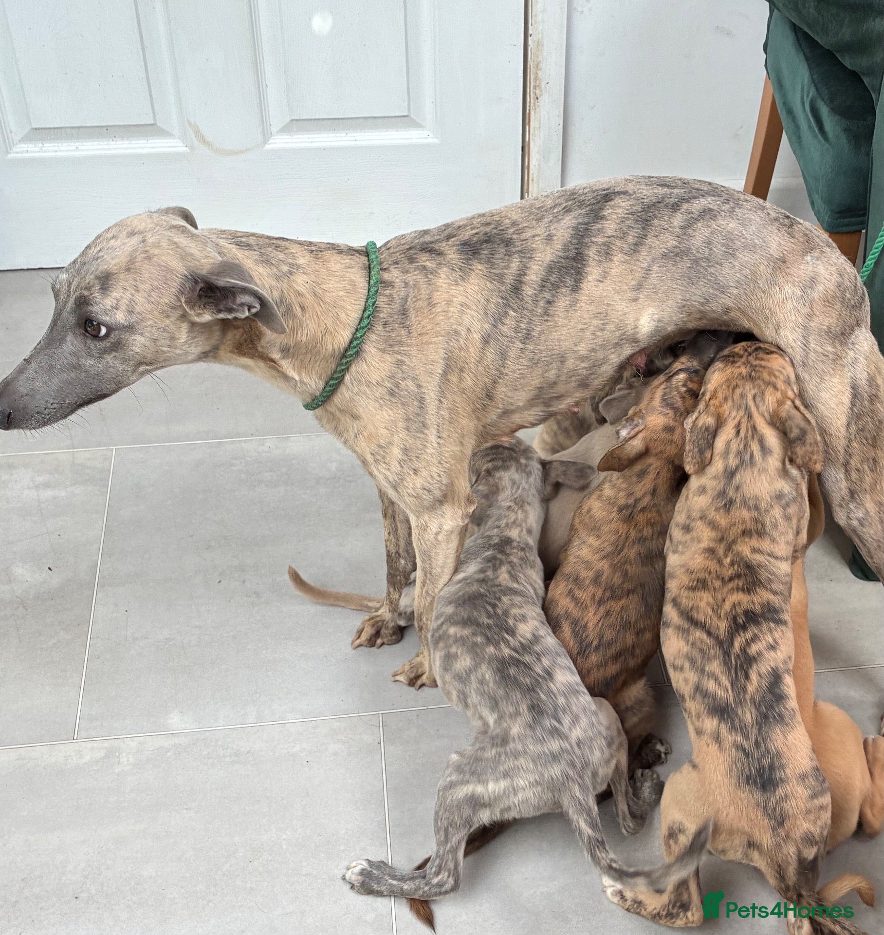 Whippet dogs Male whippet pups available  - Advert 1