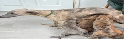 Whippet dogs for sale: Male whippet pups available  - Advert 1