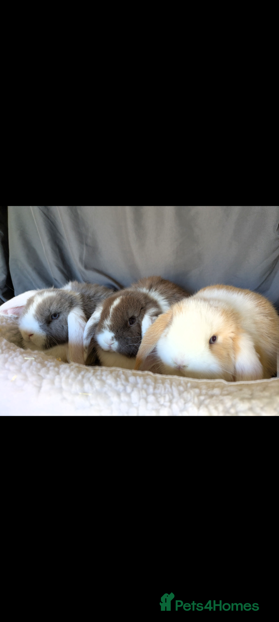 Mini Lop rabbits Stunning Mini Lops  - Advert 3