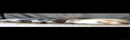 Mini Lop rabbits for sale: Stunning Mini Lops  - Advert 1