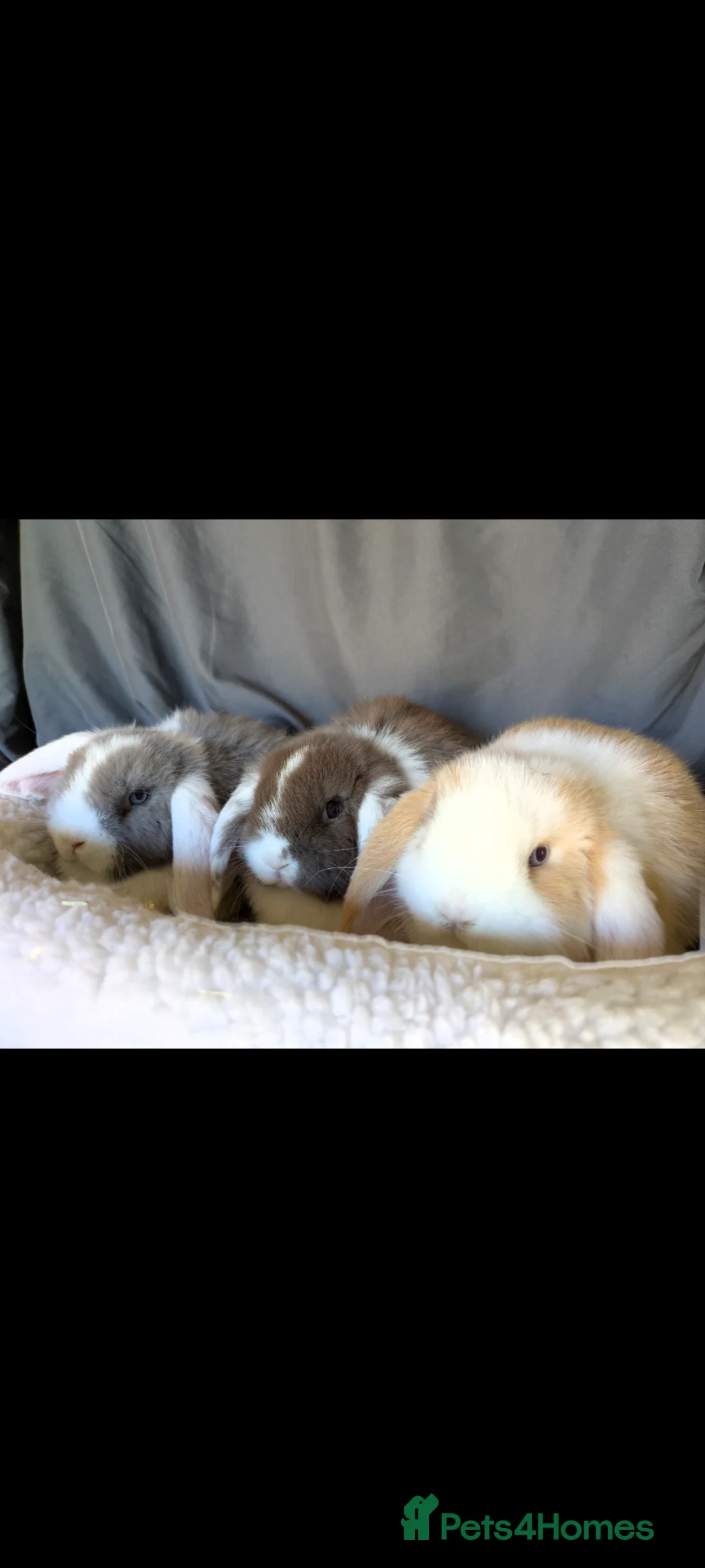 Mini Lop rabbits for sale: Stunning Mini Lops  - Advert 1