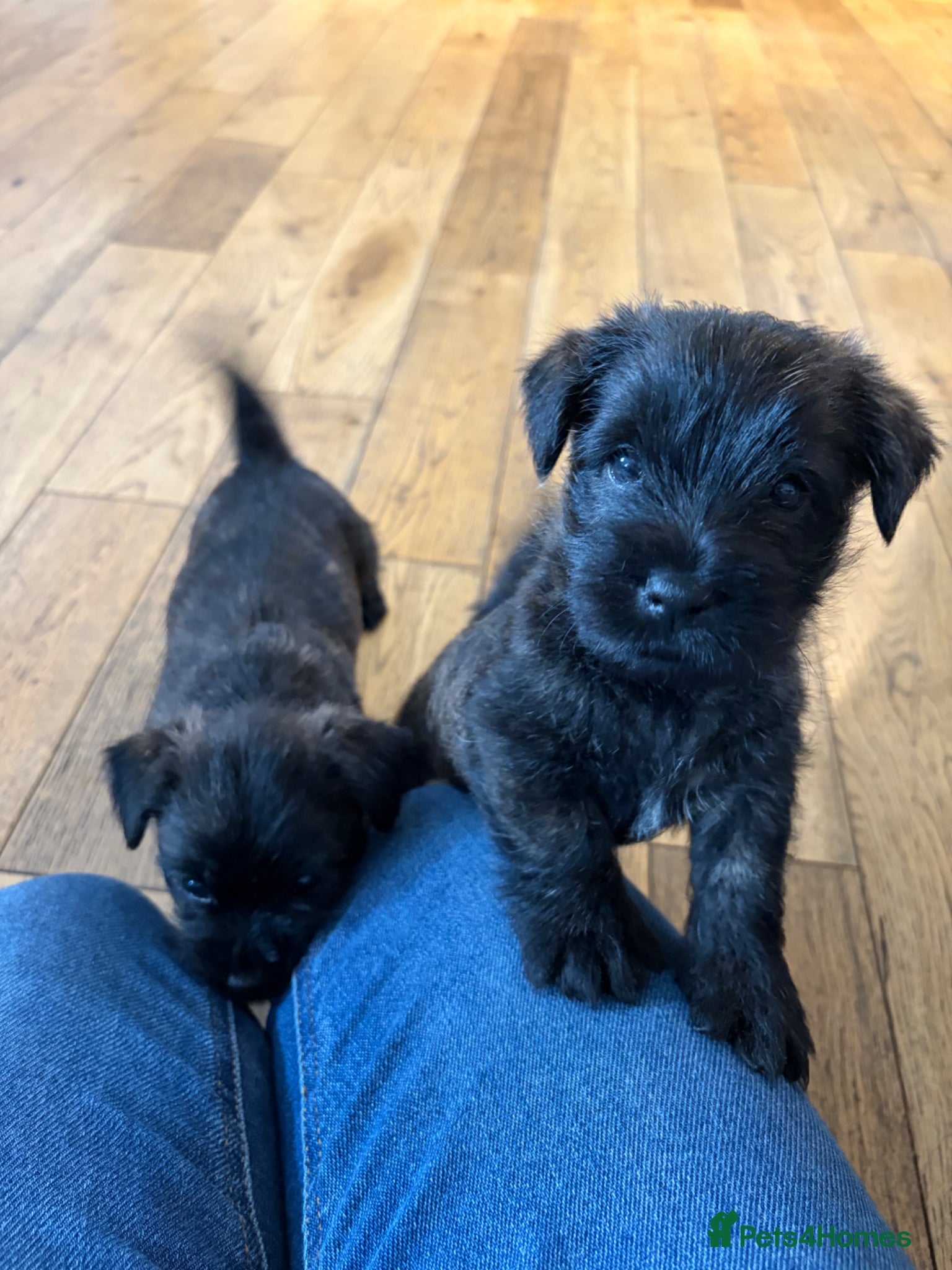 Cairn Terrier dogs Cairn Terrier Puppies - Advert 1