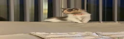 Mixed Breed cats for sale: Adorable female kitten  - Advert 2