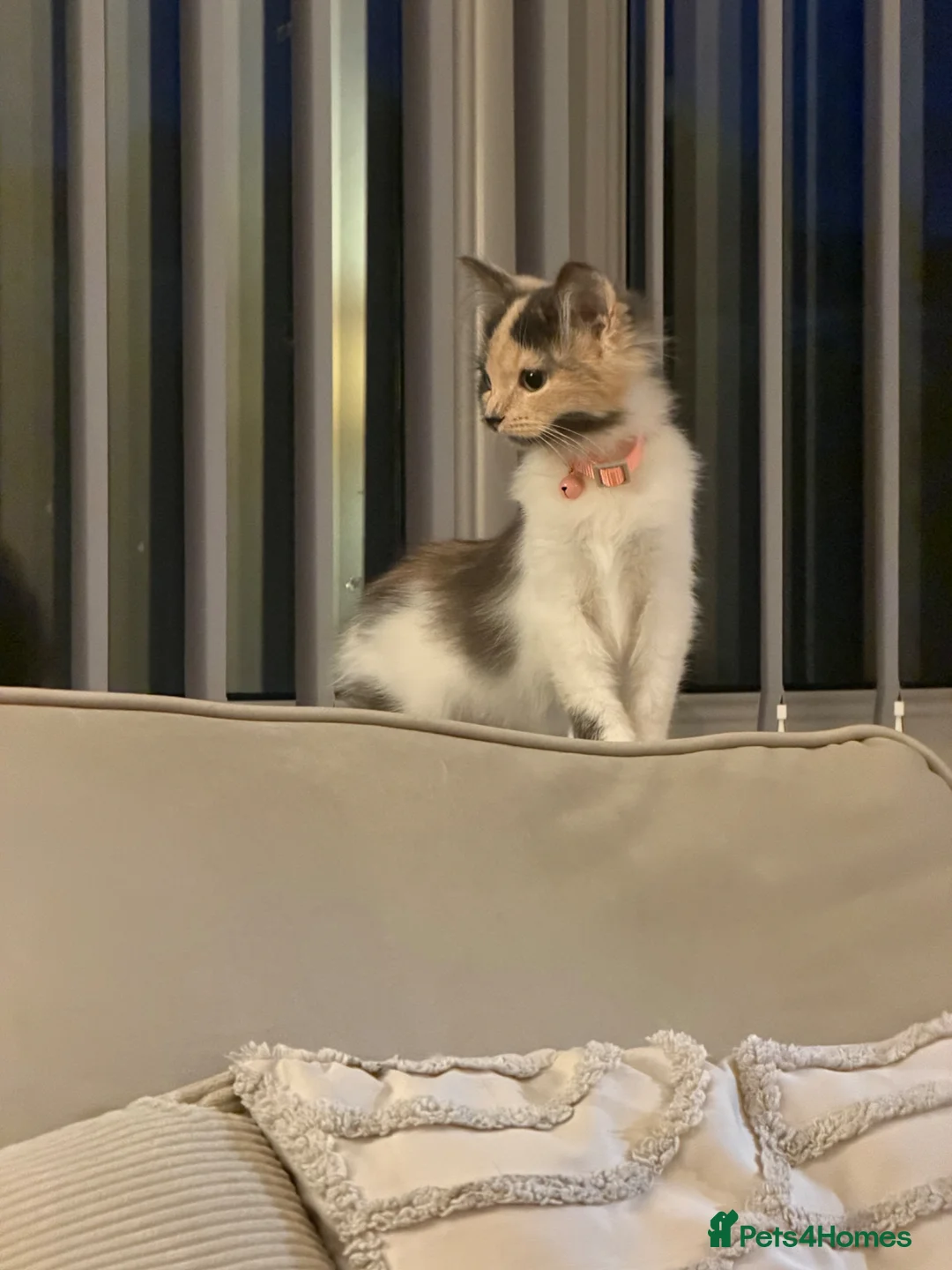 Mixed Breed cats for sale: Adorable female kitten  - Advert 2
