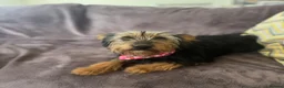 Mixed Breed dogs for adoption: Little Luna - Advert 4