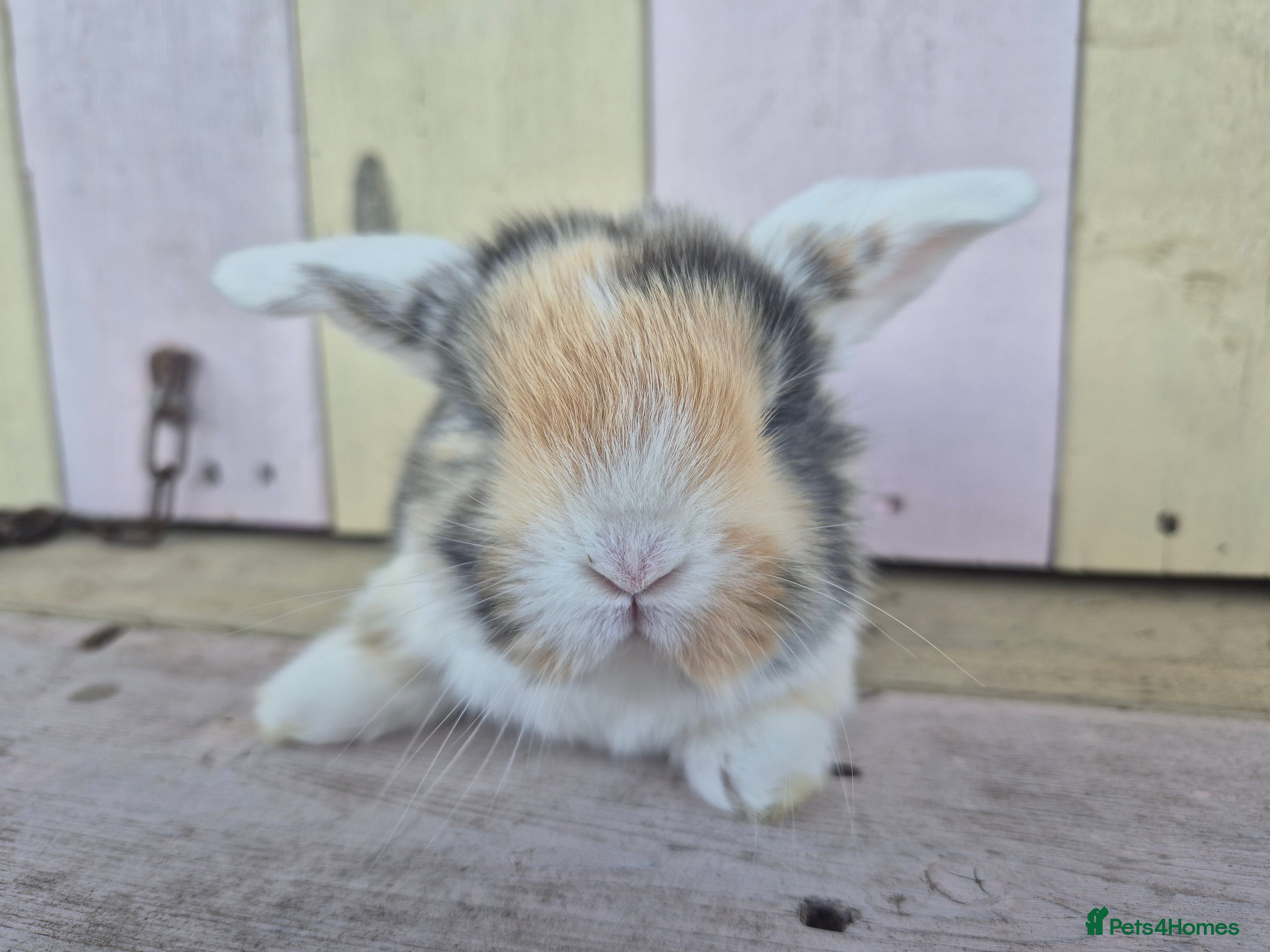 Mini Lop rabbits 🧡Absolutely gorgeous mini lop babies 🧡 - Advert 1