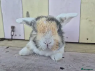 Mini Lop rabbits 🧡Absolutely gorgeous mini lop babies 🧡 - Advert 3