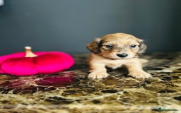 Miniature Dachshund dogs for sale: Cream Litter 5 Star Breeder ⭐️⭐️⭐️⭐️⭐️  - Image 16