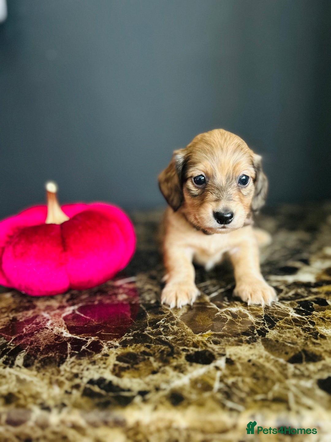 Miniature Dachshund dogs for sale: Cream Litter 5 Star Breeder ⭐️⭐️⭐️⭐️⭐️  - Image 16