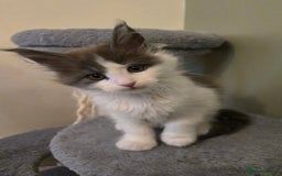 Maine Coon cats for sale: GCCF Registered female  - Image 4