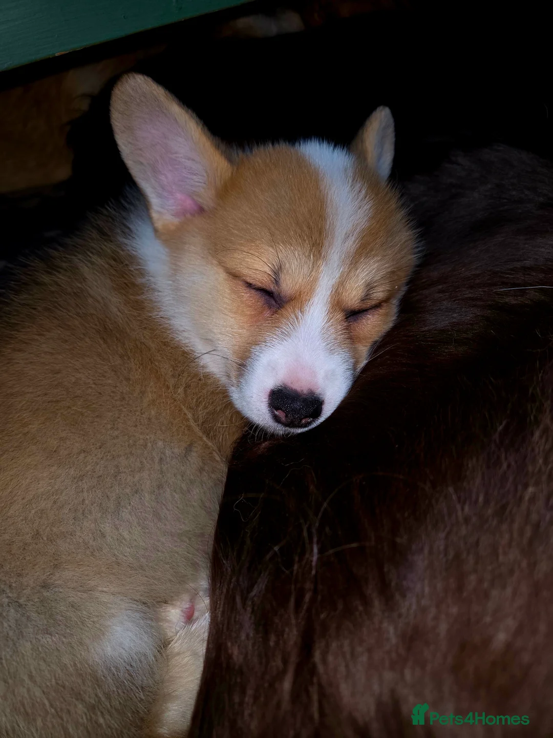 Welsh Corgi Pembroke dogs for sale: Stunning KC Registered Girl Dove Available.  - Advert 7