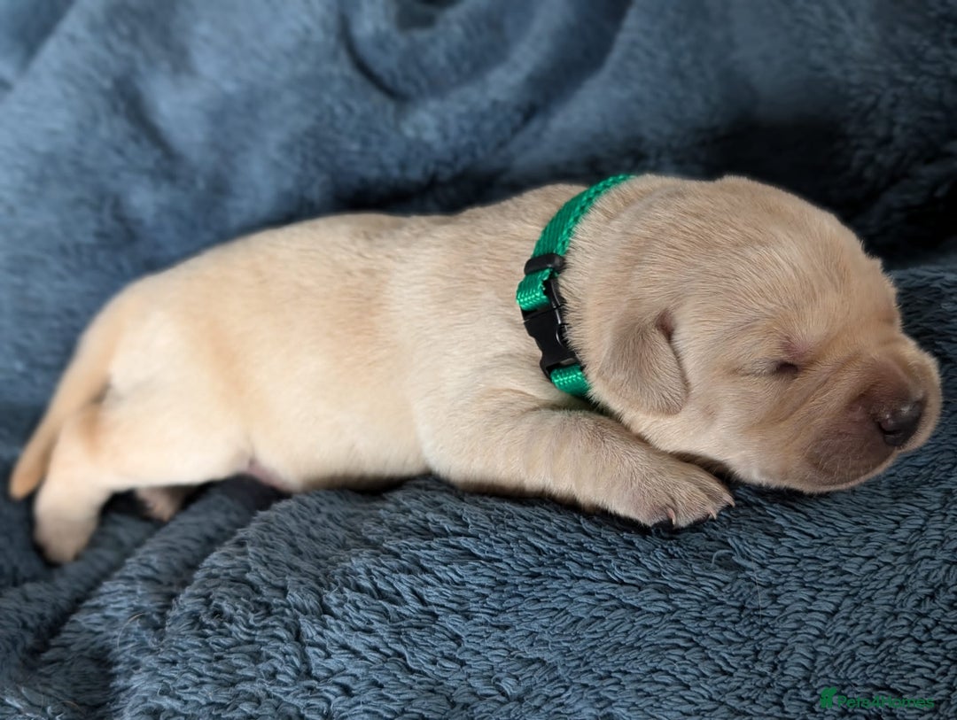 Labrador Retriever dogs for sale: Stunning labrador puppies from good working lines - Advert 34
