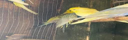 Budgerigars birds for sale: Baby budgies  - Advert 4