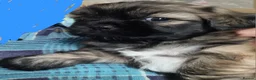 Shih Tzu dogs for sale: Pupies for sold. - Advert 4