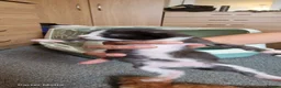 British Longhair cats for sale: Kittens  - Advert 17