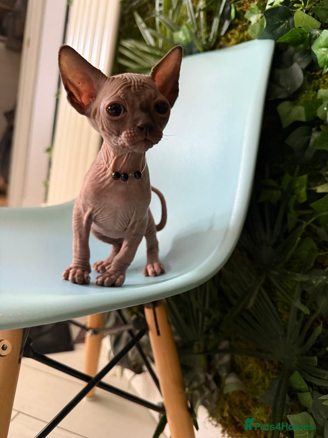 Sphynx cats for sale: Stunning Kittens!  - Advert 15