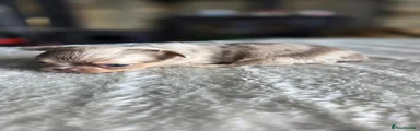 Chihuahua 4