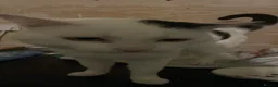 British Shorthair cats for sale: Sweet male cat needing new home  in Birkenhead - Advert 7