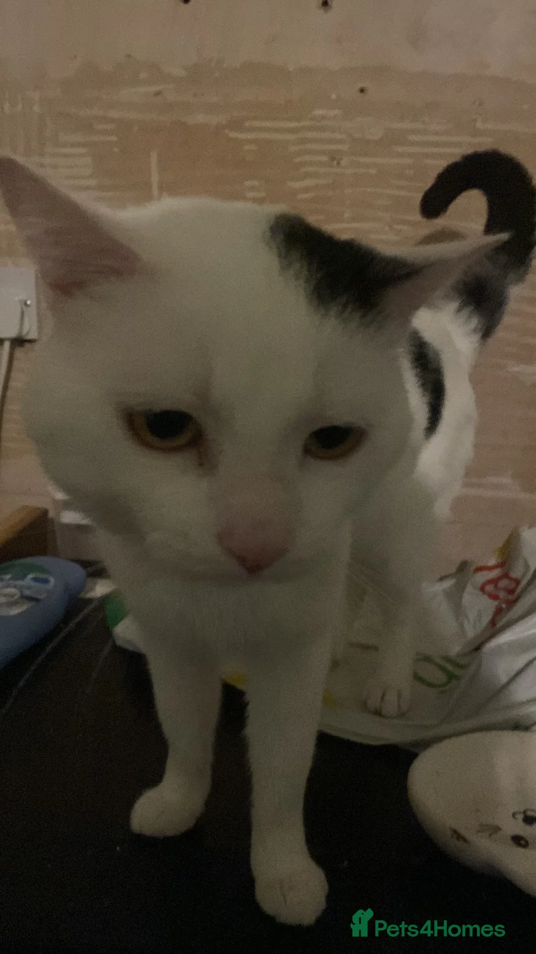 British Shorthair cats for sale: Sweet male cat needing new home  in Birkenhead - Advert 7