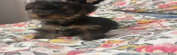 Yorkshire Terrier dogs for sale: Adorable Yorkshire Terrier Puppy Ready for Love - Advert 8