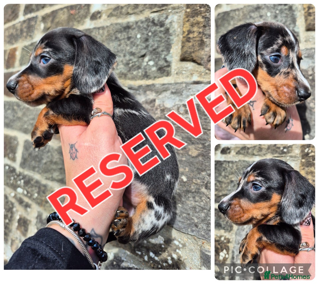 Miniature Dachshund dogs for sale: *LAST BOY* PRA CLEAR MINIATURE DACHSHUND PUPPIES  - Image 5