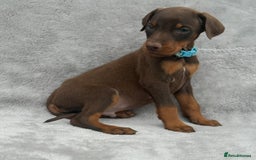 Dobermann dogs for sale: Kc Reg.European Blood lines Doberman Puppies - Image 12