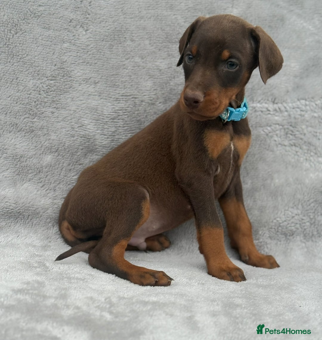 Dobermann dogs for sale: Kc Reg.European Blood lines Doberman Puppies - Image 12