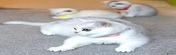 British Shorthair cats for sale: Rare Silver British Shorthair Chinchilla Kittens in Wishaw - Advert 19