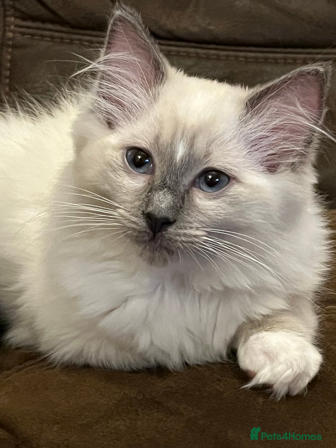 Ragdoll cats for sale: Gorgeous GCCF kitten - Image 2
