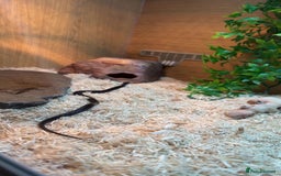 King Snake reptiles for sale: Male Mexican Black King Snake & Enclosure - Image 3