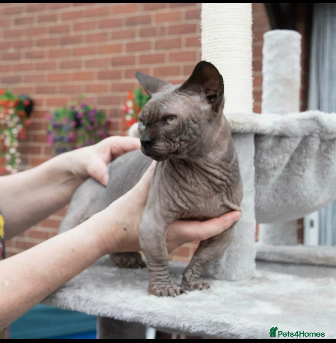Sphynx cats for stud: Health Tested, Champion Bambino for stud - Advert 2