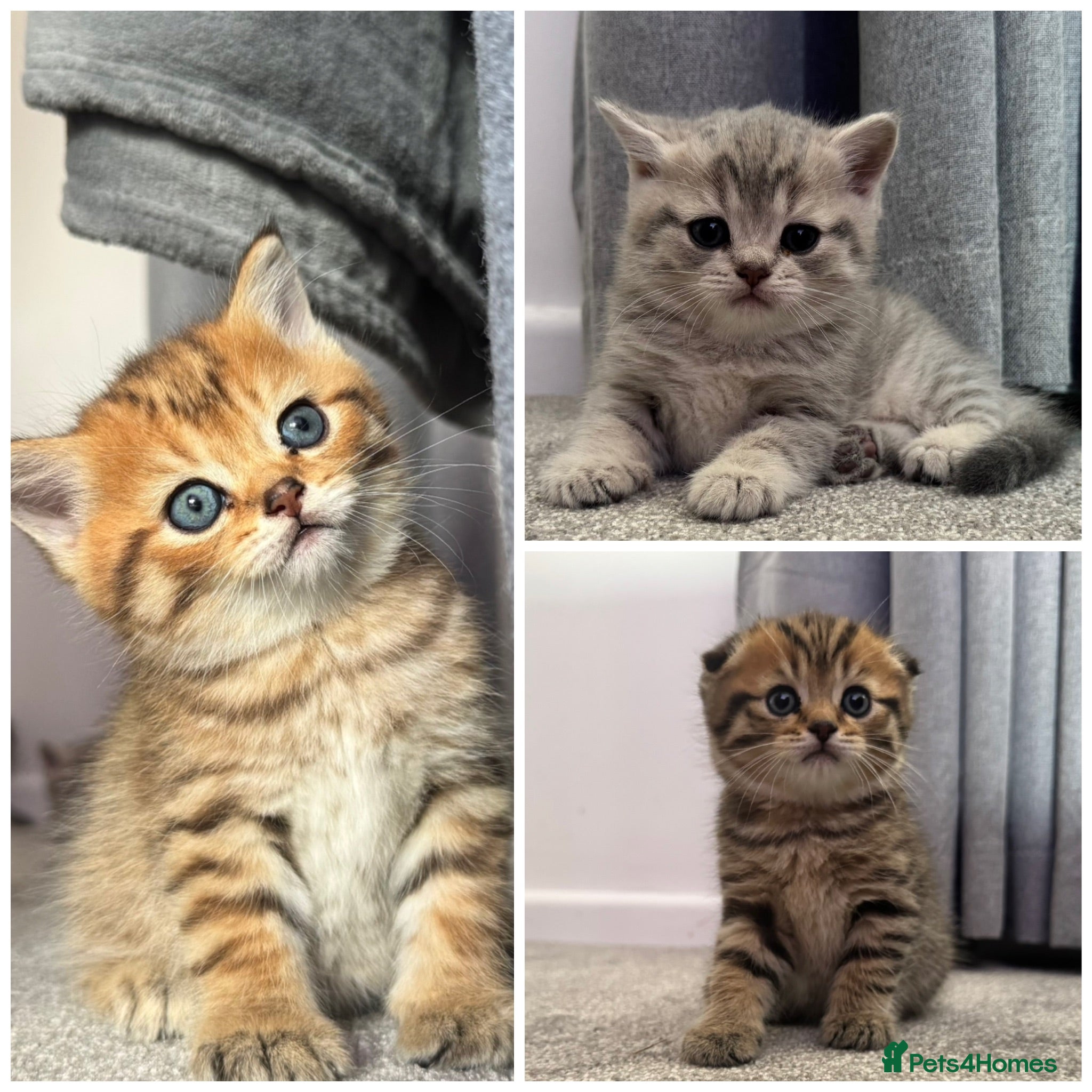 Scottish Fold cats Mackerel Boy Scottish Folds - Blue/Gold Shaded - Advert 1