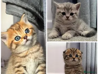 Scottish Fold cats Mackerel Boy Scottish Folds - Blue/Gold Shaded - Advert 1