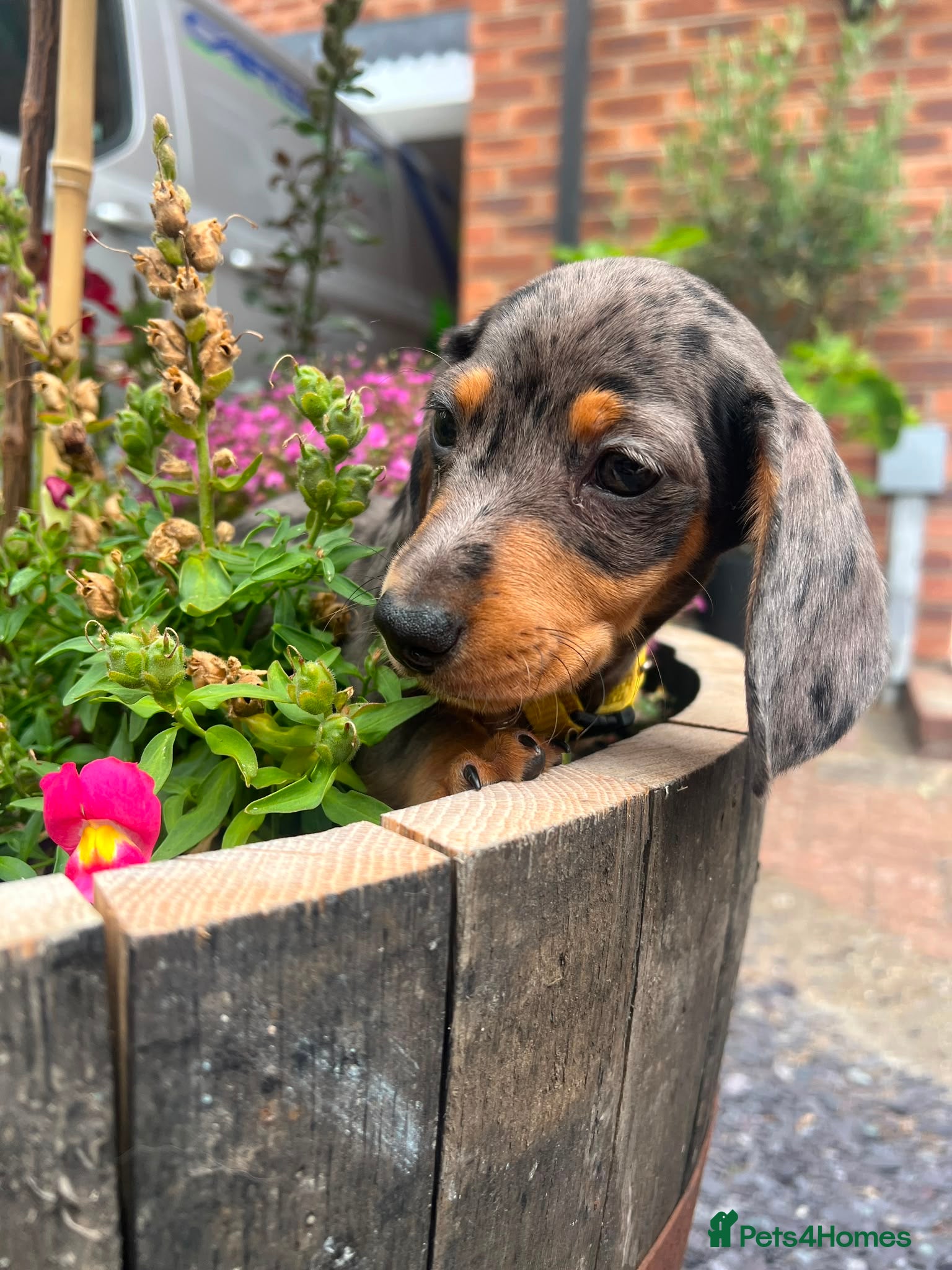 Miniature Dachshund dogs Gorgeous miniature dachshund puppies - Advert 6